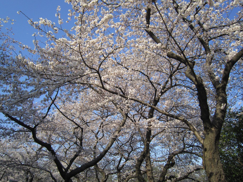 桜（千鳥ケ淵）