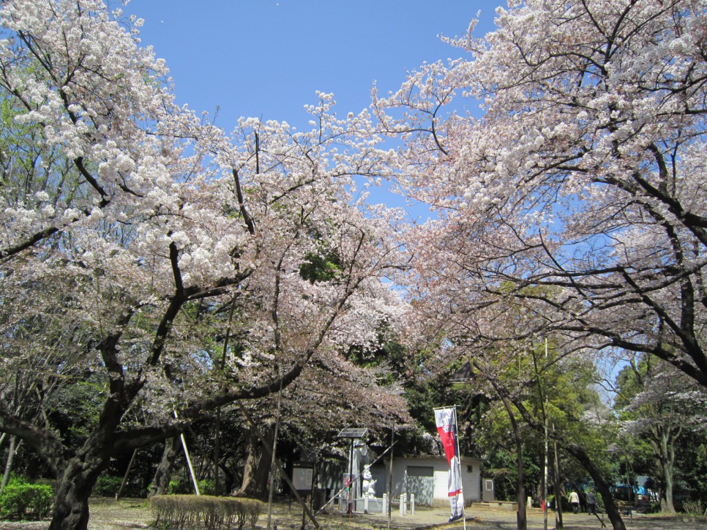 桜の上野公園①