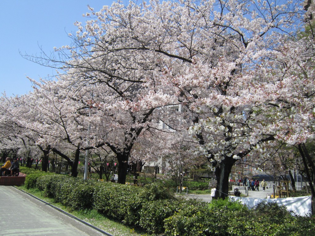 桜の隅だ公園②