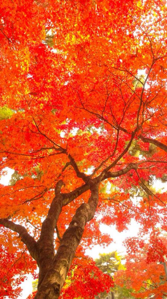 奈良公園紅葉（2013.12 by TOHO）