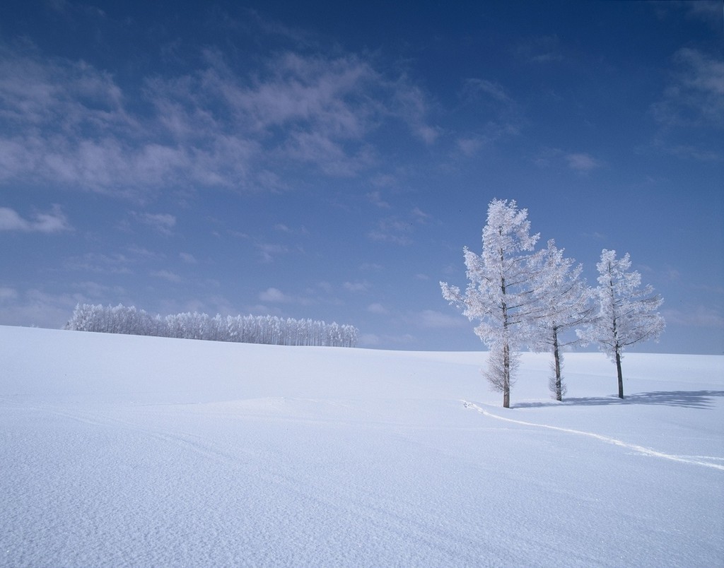 マイルドセブンの丘　冬　写真提供：美瑛観光局