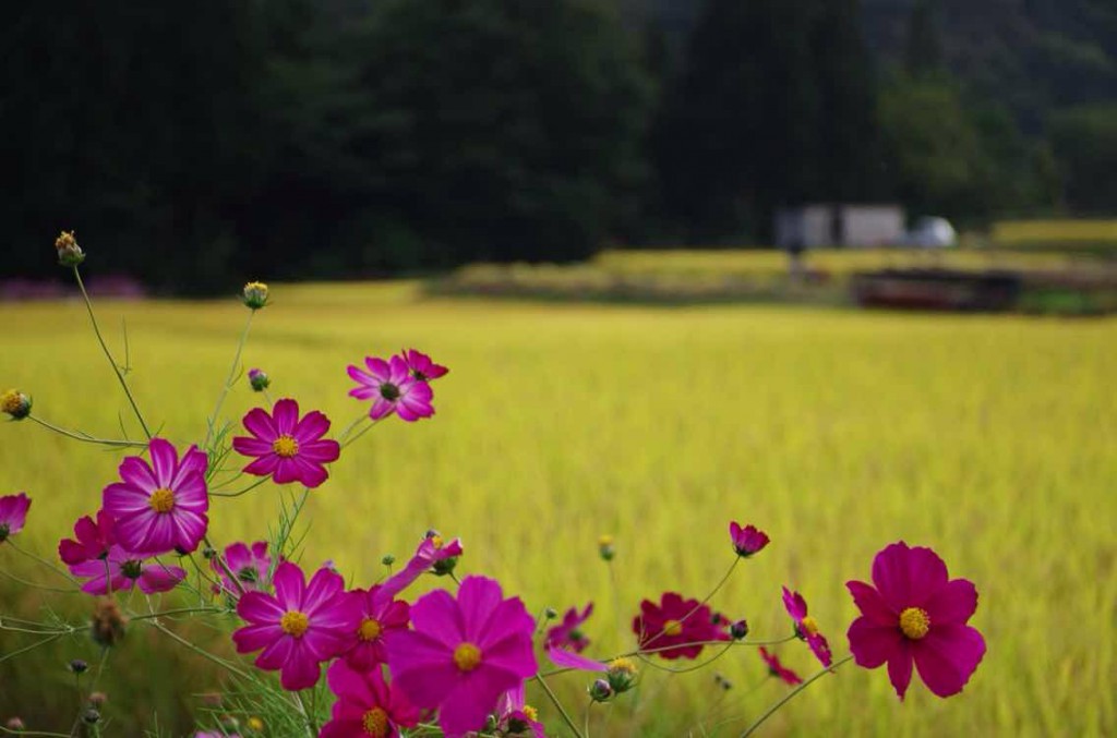 ＴＯＨＯモーメント2014群馬の田舎